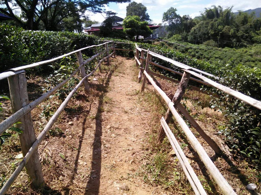 Sabah Tea Garden-Longhouses Ранау Екстериор снимка